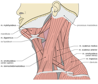 Abbildung 1: Skaleni Muskel Gruppe ( wikipedia)